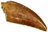 Serrated Raptor Tooth - Real Dinosaur Tooth #300953-1